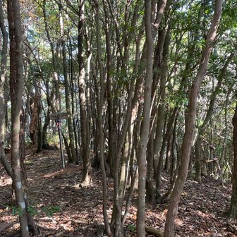 中岳山頂は木々の中↑