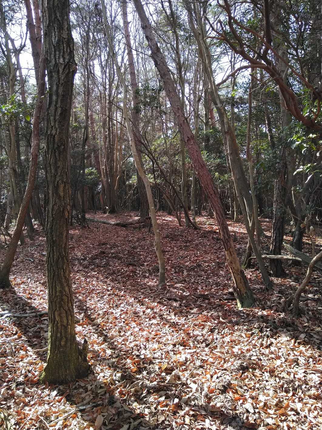 48_大谷山のランドマークはこの辺りになってるけど何もありませんでしたよ💦