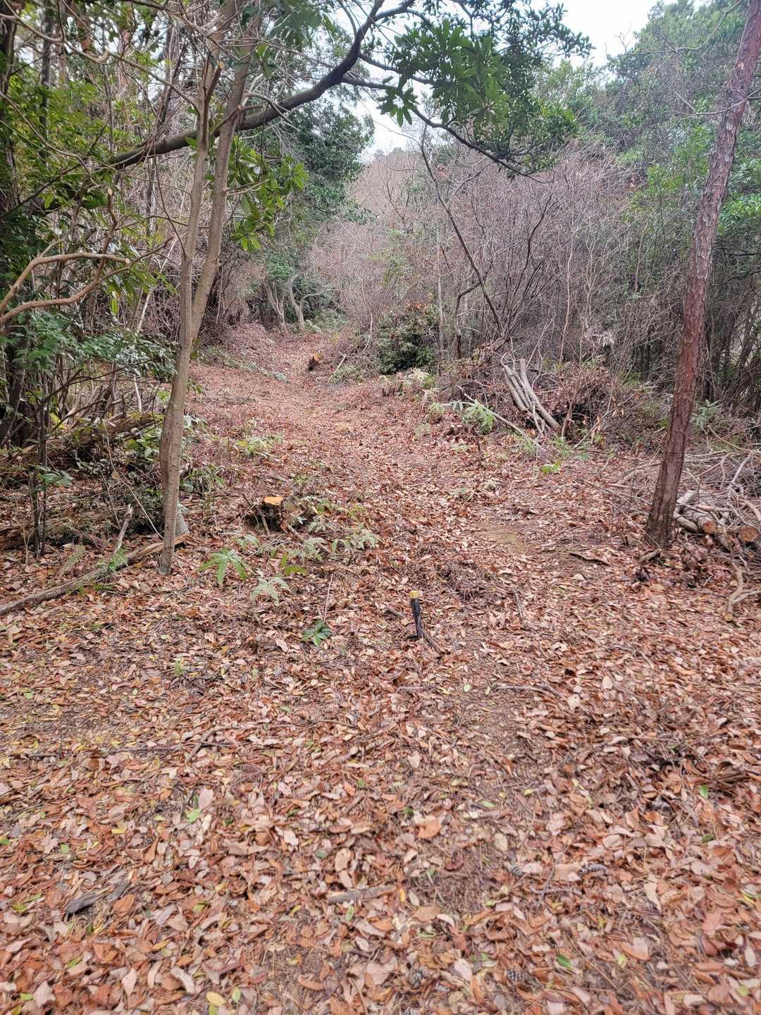 田床山 往復コースの写真