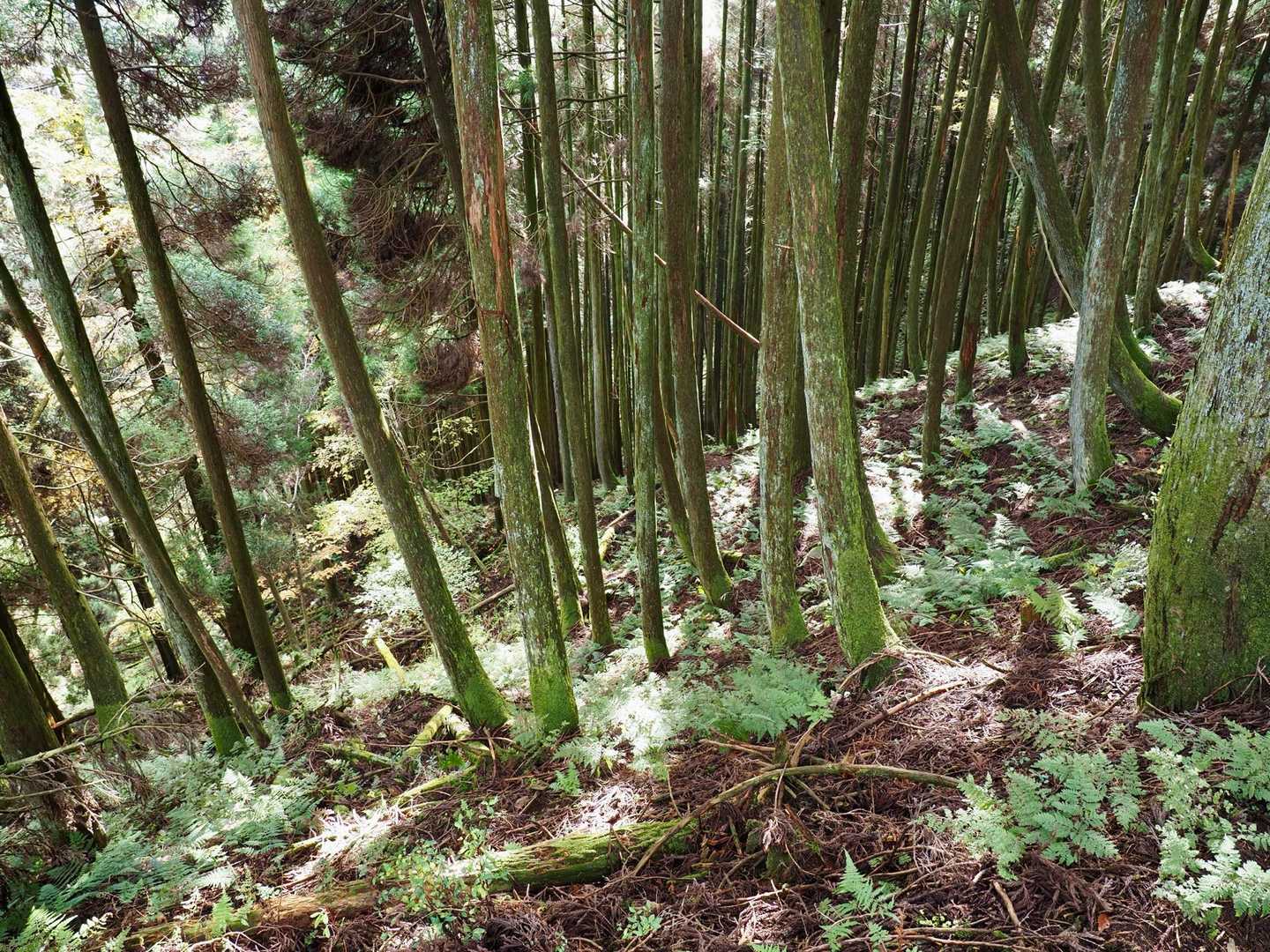 杉の林をゲキ下り　神秘的