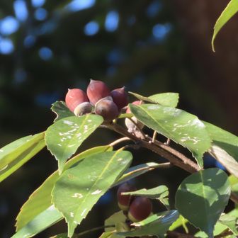 無風、ドングリ眺めながら、年寄りは熱いお茶、羊羹で休憩