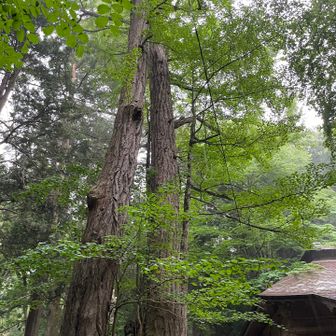 潮山神社の銀杏
寺下観音の御神木
こちらも樹齢800年
見上げると雨が顔に当たる☔️