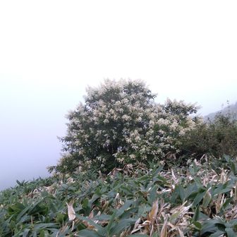 思わず振り返るほど綺麗なノリウツギ