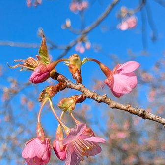 2〜3日前は
咲いてなかったそうです.
