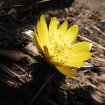 これは近くに咲いてた