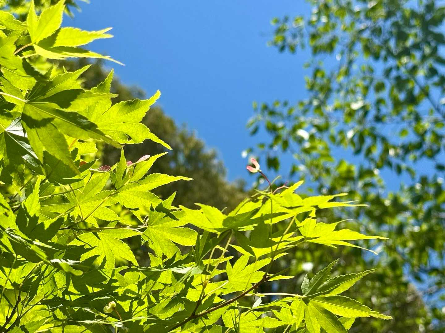青葉のもみじが綺麗だった✨
プロペラ付き