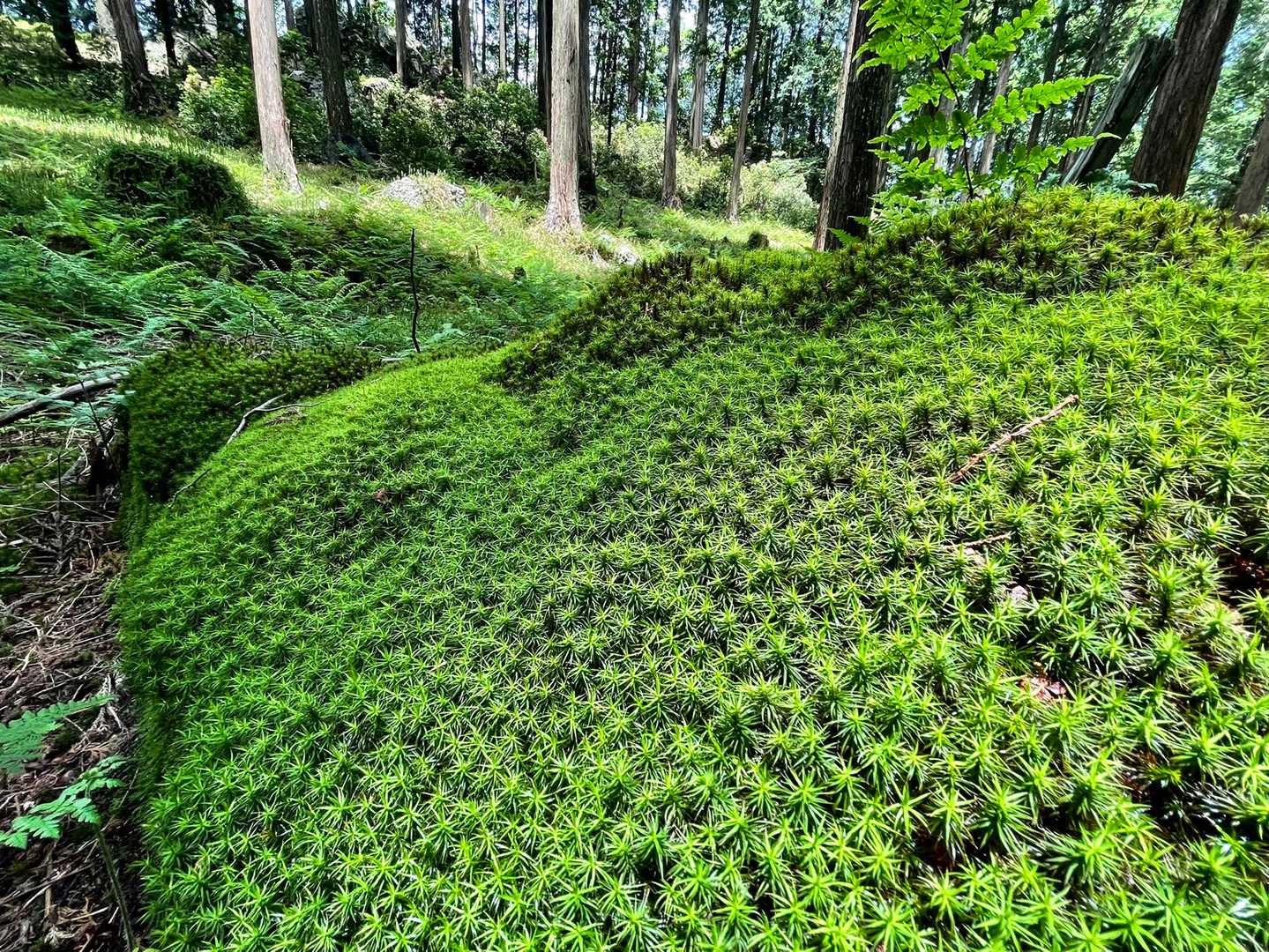もりもりの苔🌱