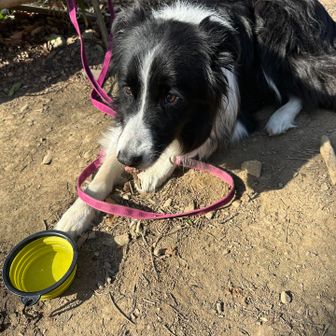 山頂で会ったボーダーコリー　22kgくらいあるみたい、撫でさせて貰って温もりを感じた、目がとても優しい😍