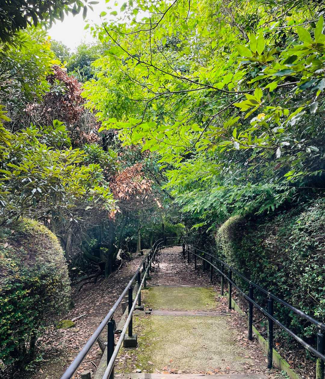『煌彩の森コース』で下山します♪