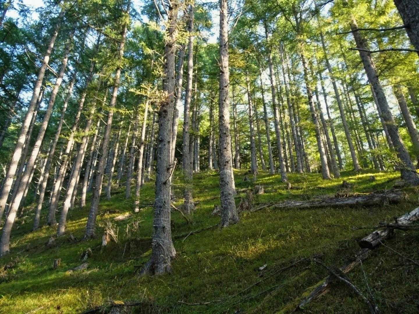 南アルプス特有の樹林帯をひたすら登る💦