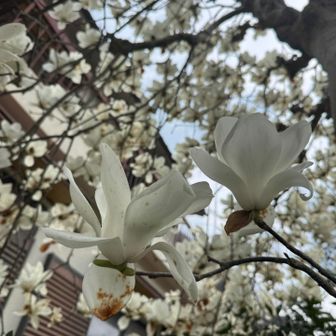 ロードまで来ました
モクレンが満開🌼