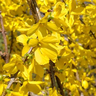 連翹(レンギョウ)
花びらは4枚あります