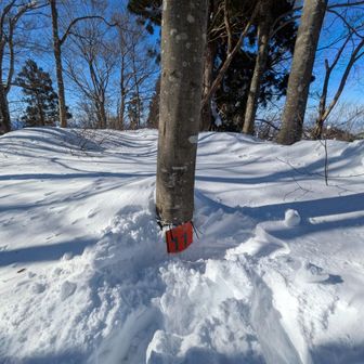 長尾山も標柱、山頂看板が無いので
この辺かな、埋まっていたので掘り起こして見た