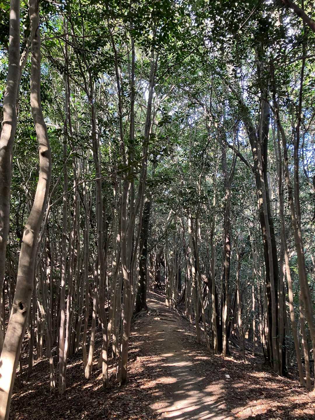 観音岳への縦走路は、おしゃべりが弾みます。