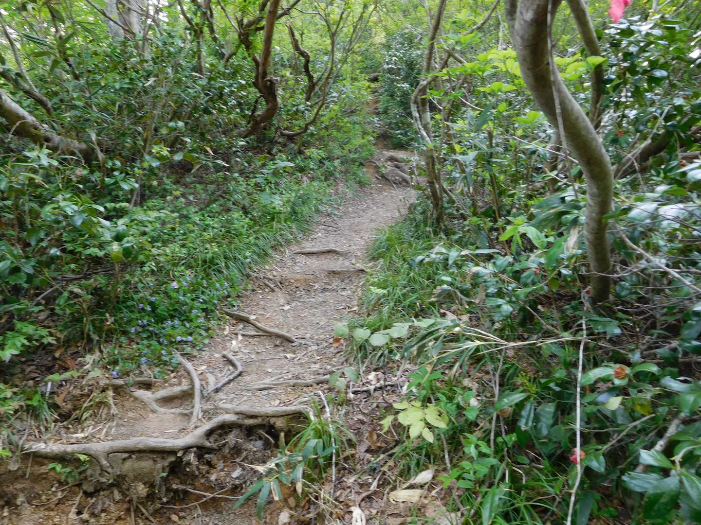 整備されている登山道は歩きやすい。