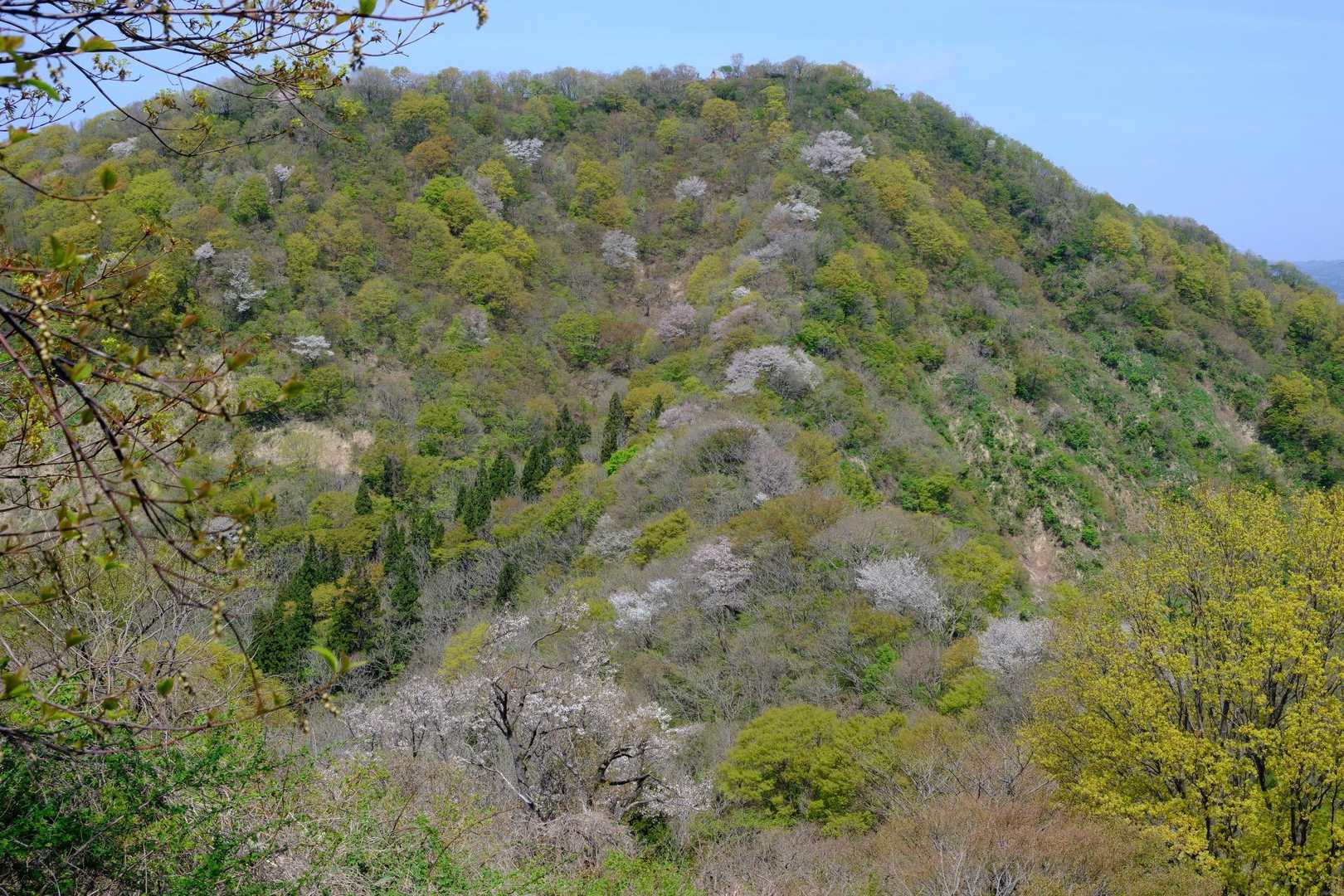 南条八石に戻ります
尾根沿いに白のヤマザクラがポッポツ