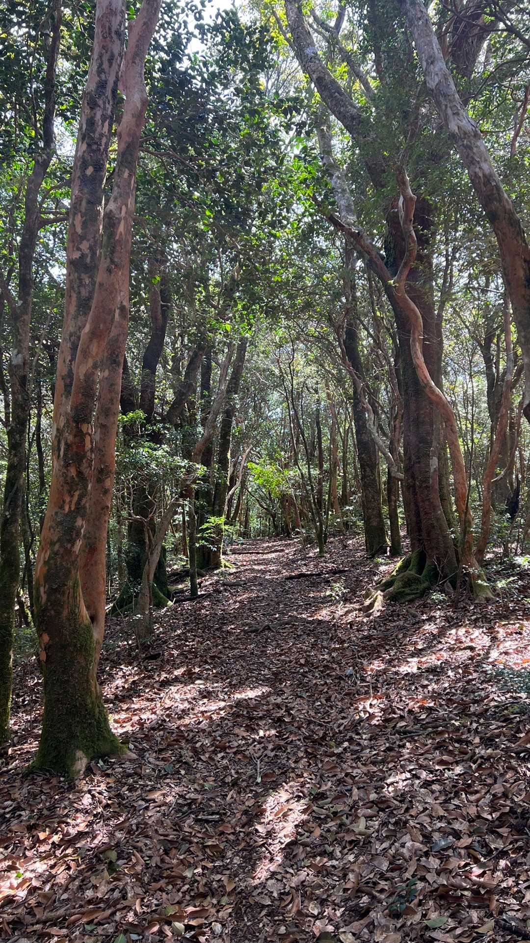 今ノ山（高知県土佐清水市三崎）の写真
