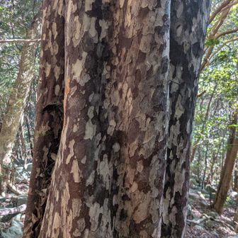 きれいなバンビ柄の木