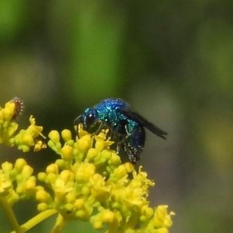 厳つい姿の💙🐝