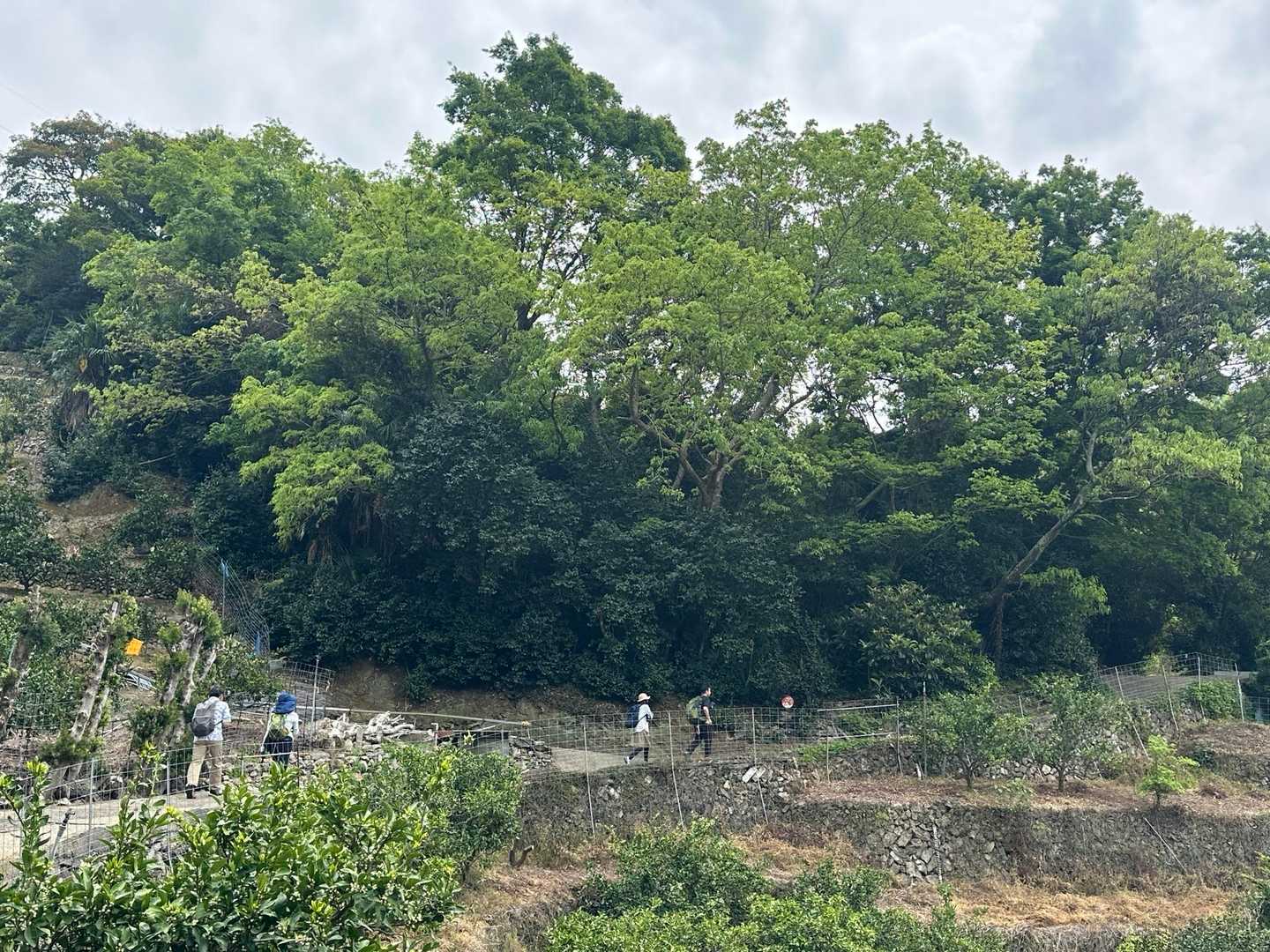 糸我峠へ続く古道は、みかん畑🍊に囲まれた農道になって、じんわりと登って行きます。
短い距離だけど、だんだんキツくなって行くよ。🤭