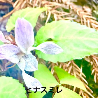 ヒナスミレ（雛菫)
      スミレ科スミレ属