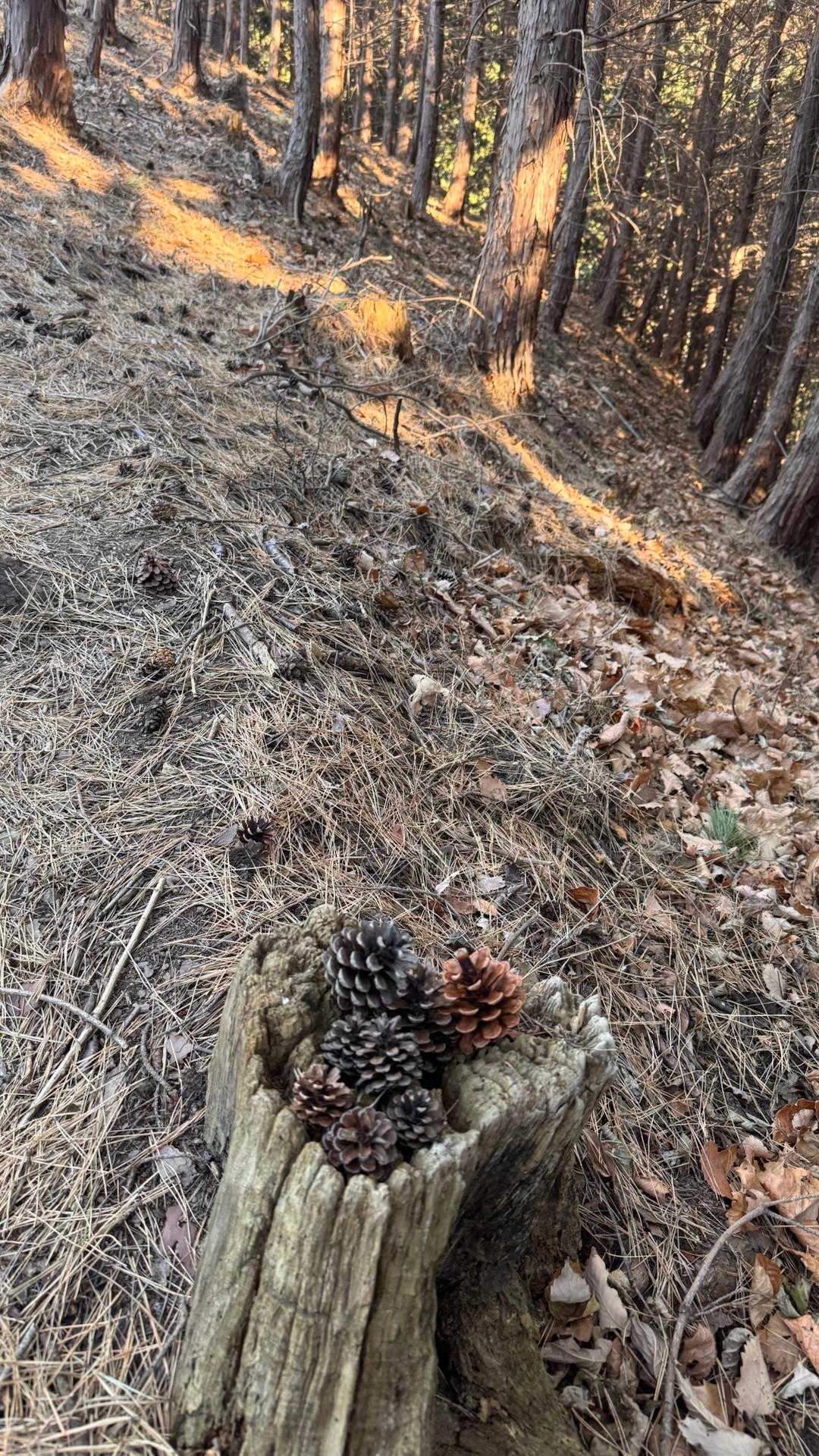 自然観察の森バス停 往復コースの写真