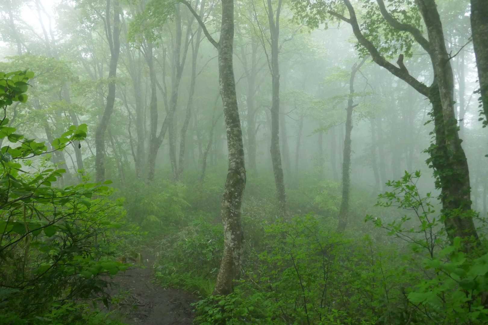 雨で煙る