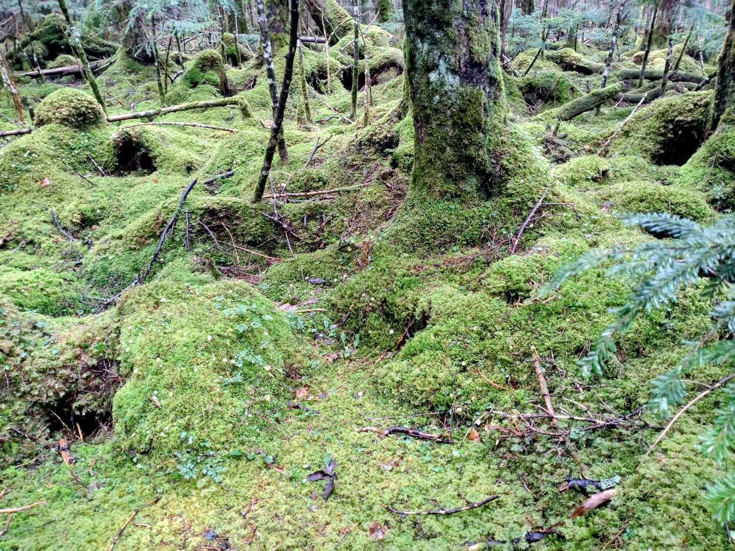 丸山 周回コースの写真