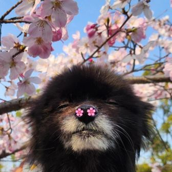 トゥギ