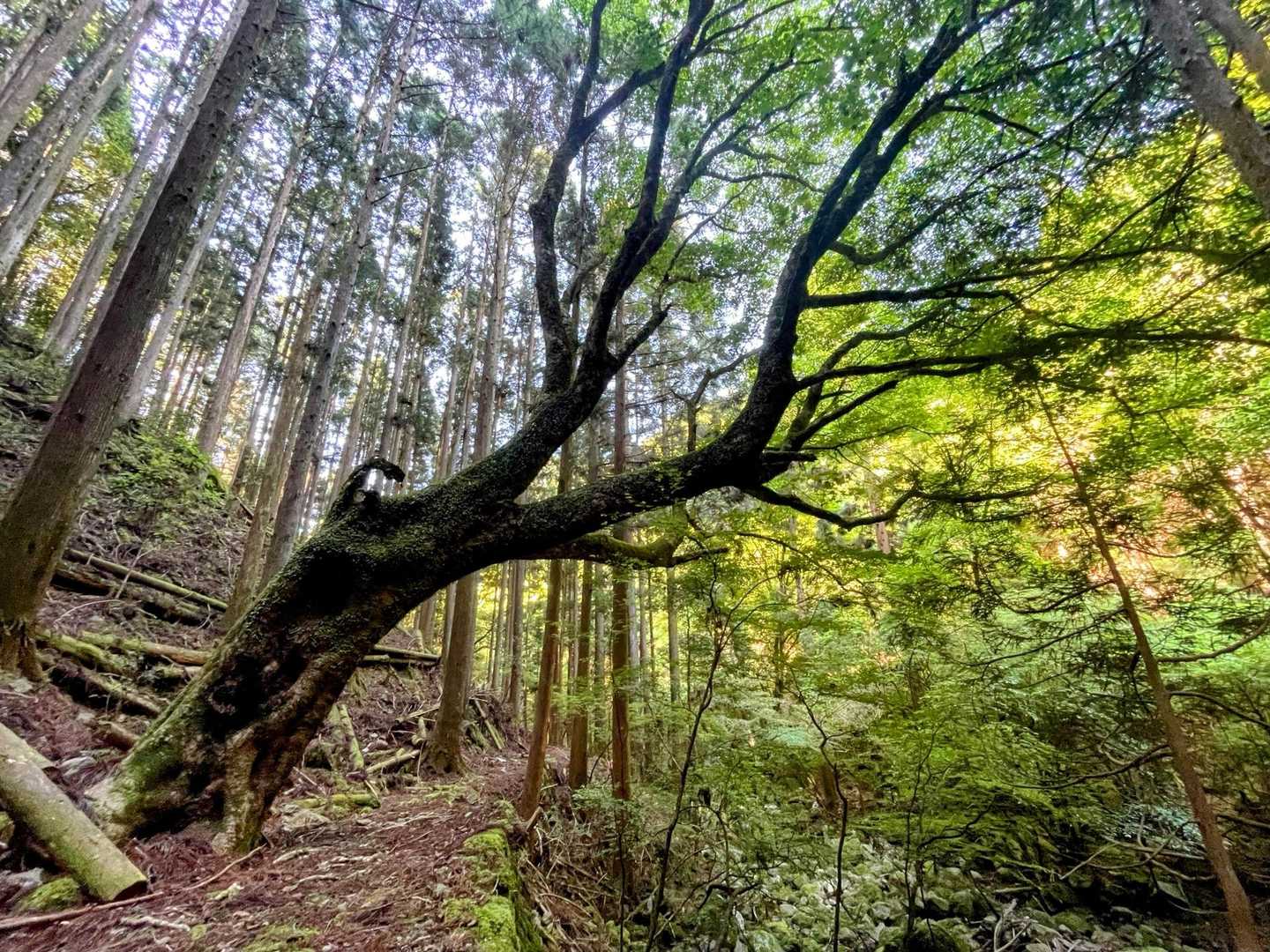 巨木🌳