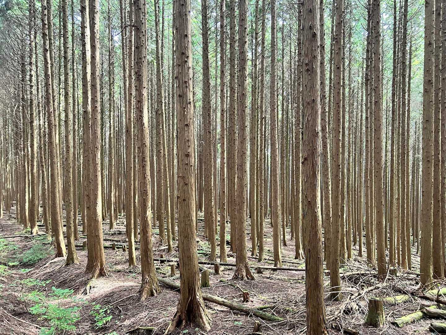カンノ木山-鷹ノ巣山 縦走コースの写真