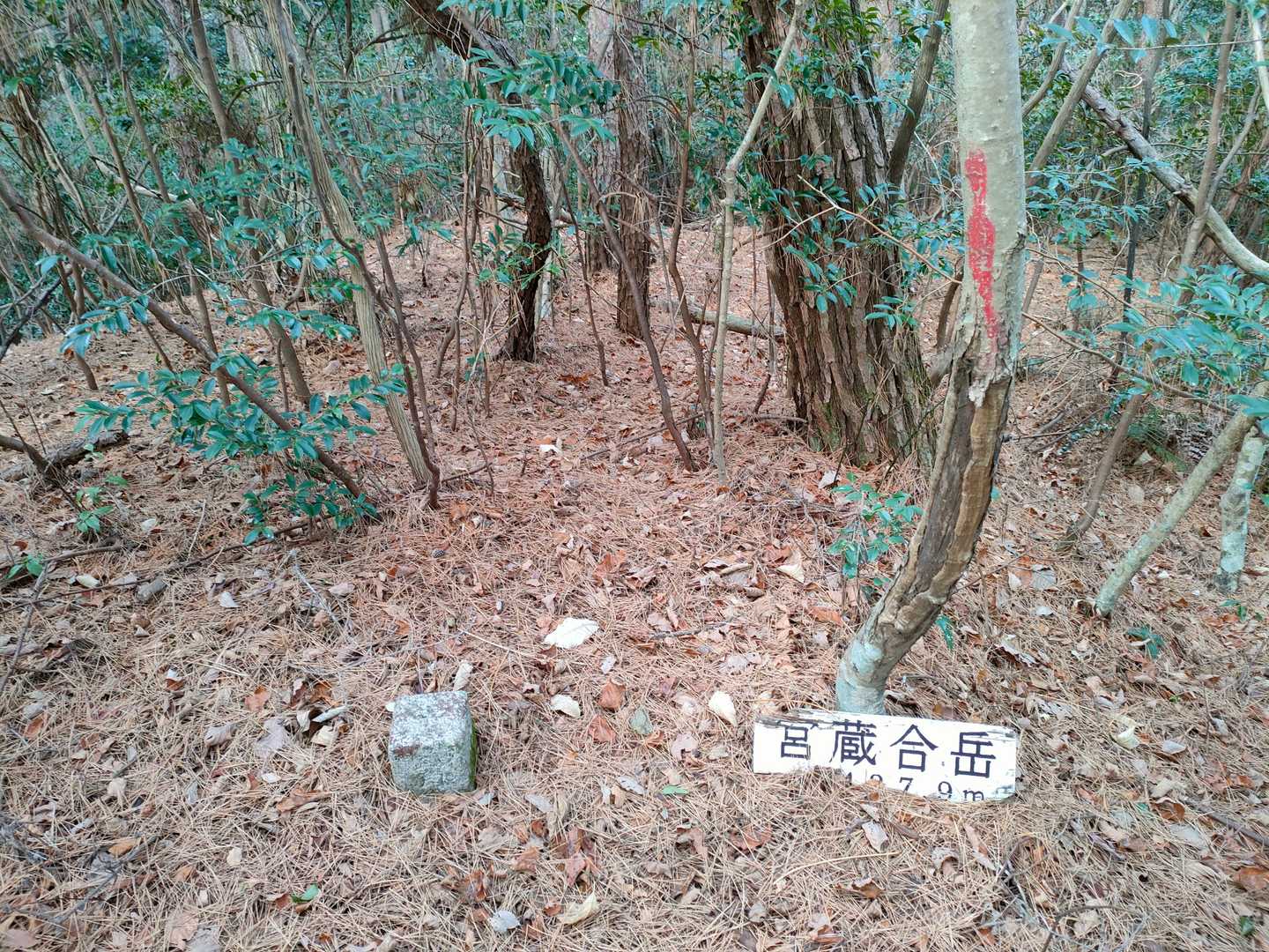 宮蔵合岳の山頂に到着。三角点を見つける。