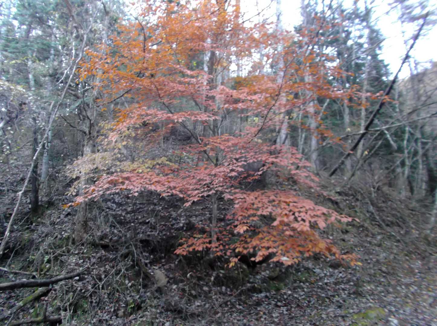 紅葉は少なめ。登山口までのアクセス途中のほうがキレイな紅葉でした。
