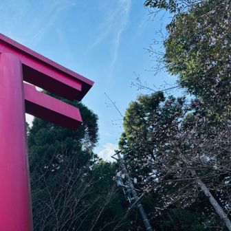 四季桜咲いてる〜🌸