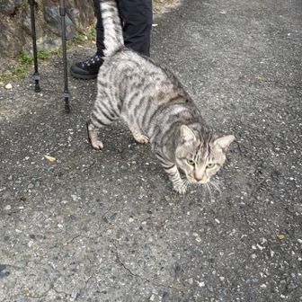 一緒についてきた