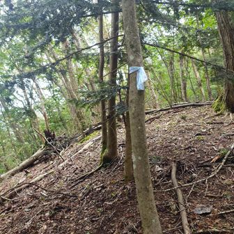 登山道の案内は水色テープでやるみたいです