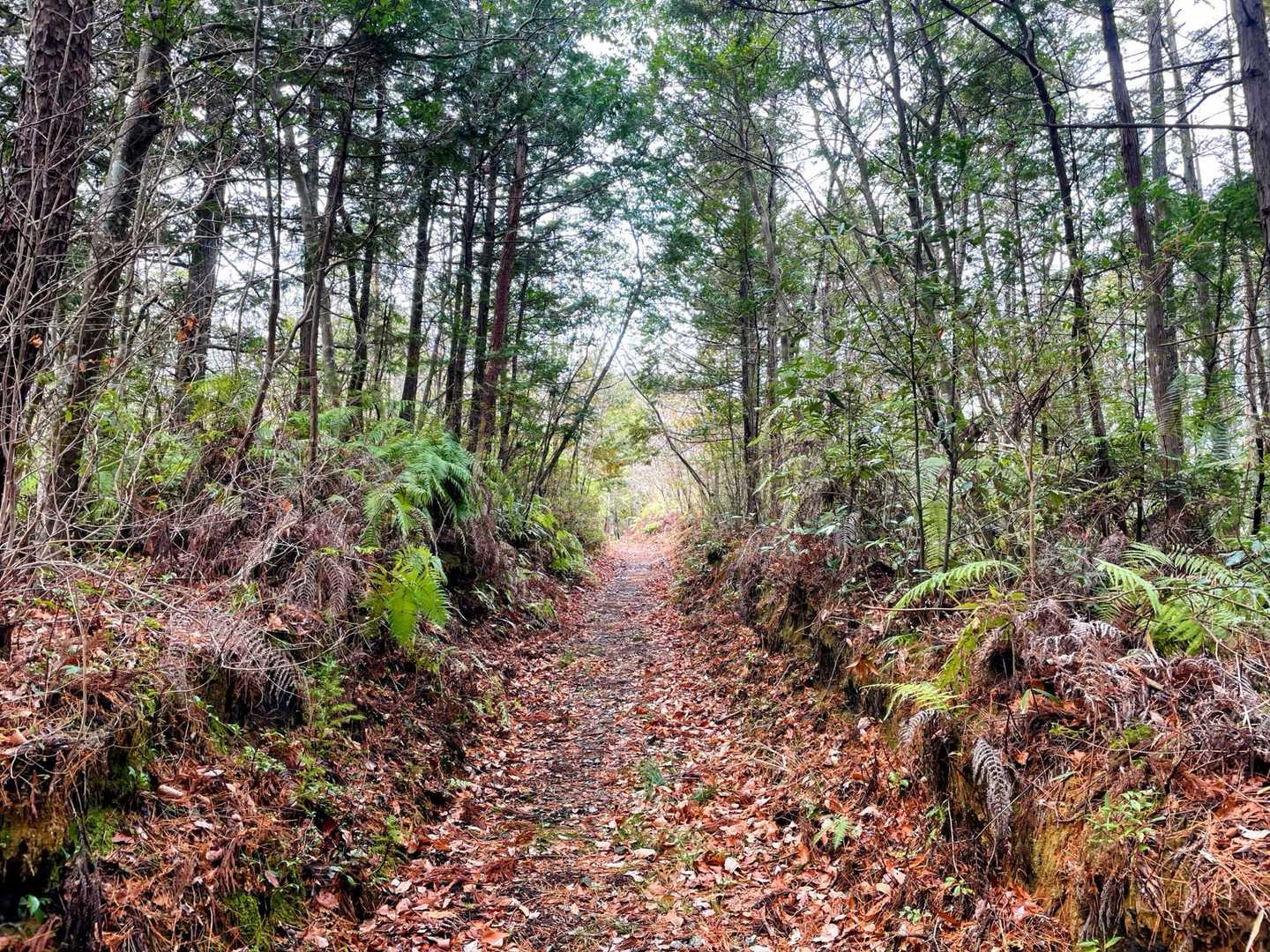 金毘羅さん登山口-田古加山-鍛治谷登山口 周回コースの写真
