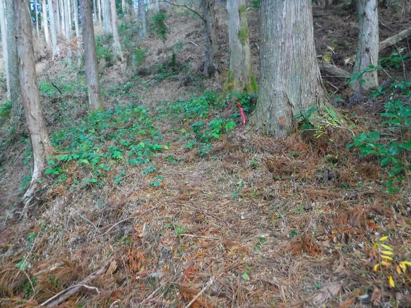 少し歩いて道がなくなり、慌てて引き返し、稜線に上がる道に気づく。