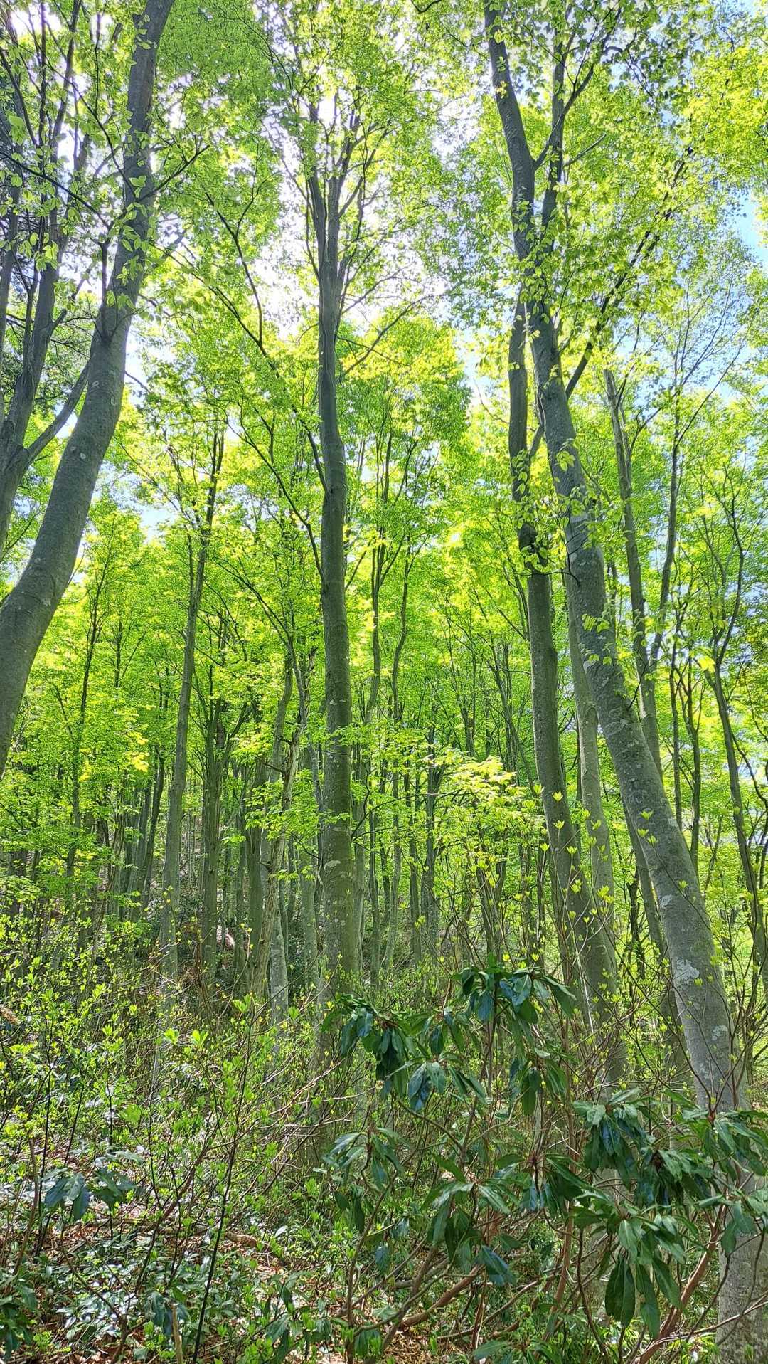陶石山-舟御光山- 志ゆう谷の頭-上新保峠 周回コースの写真