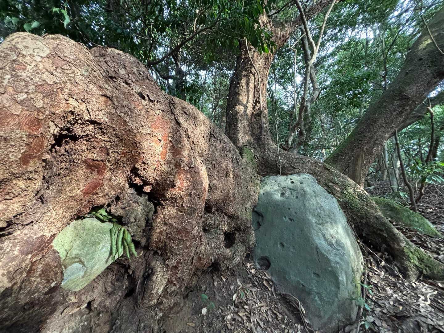 龍石