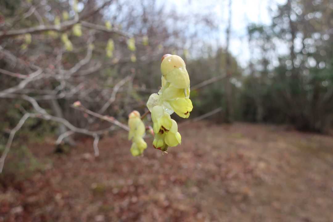 何だっけ？🌼