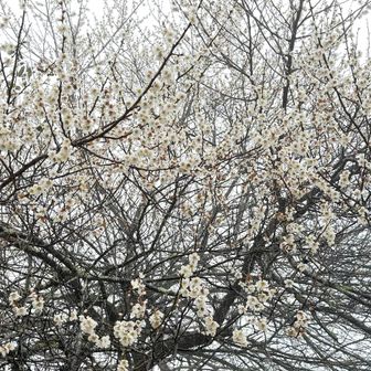 ガスの中に浮かび上がる春。花の香が鼻腔を刺激してくる。なんか良いねー