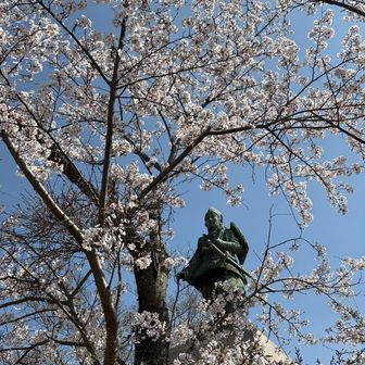 飯盛山山頂　楠正行像と桜🌸