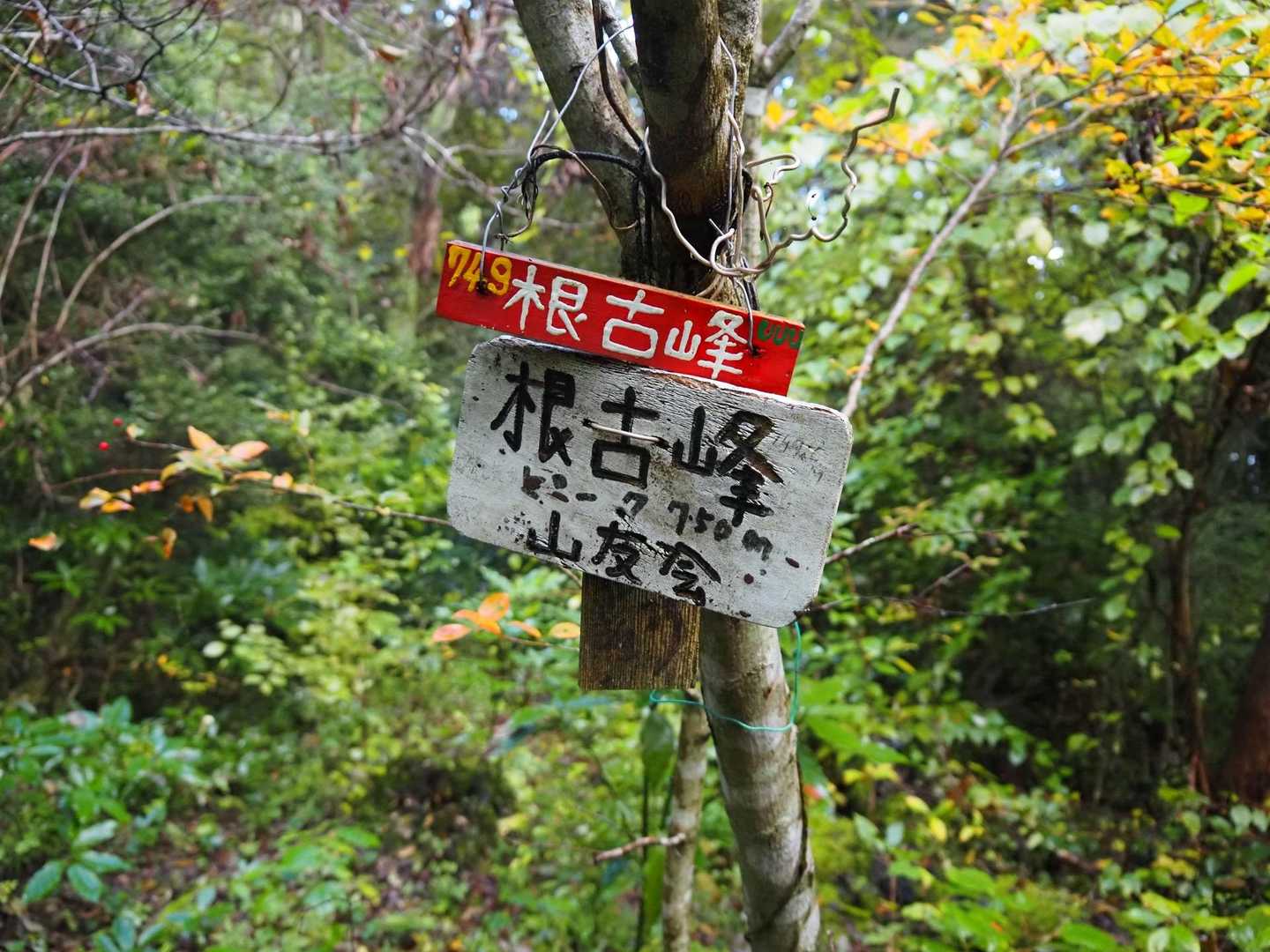 ねこ？