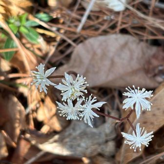 柵で囲まれ保護されてました