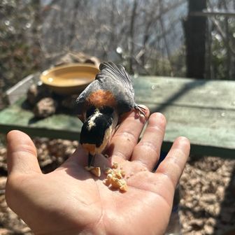 ナッツをゲット‼️