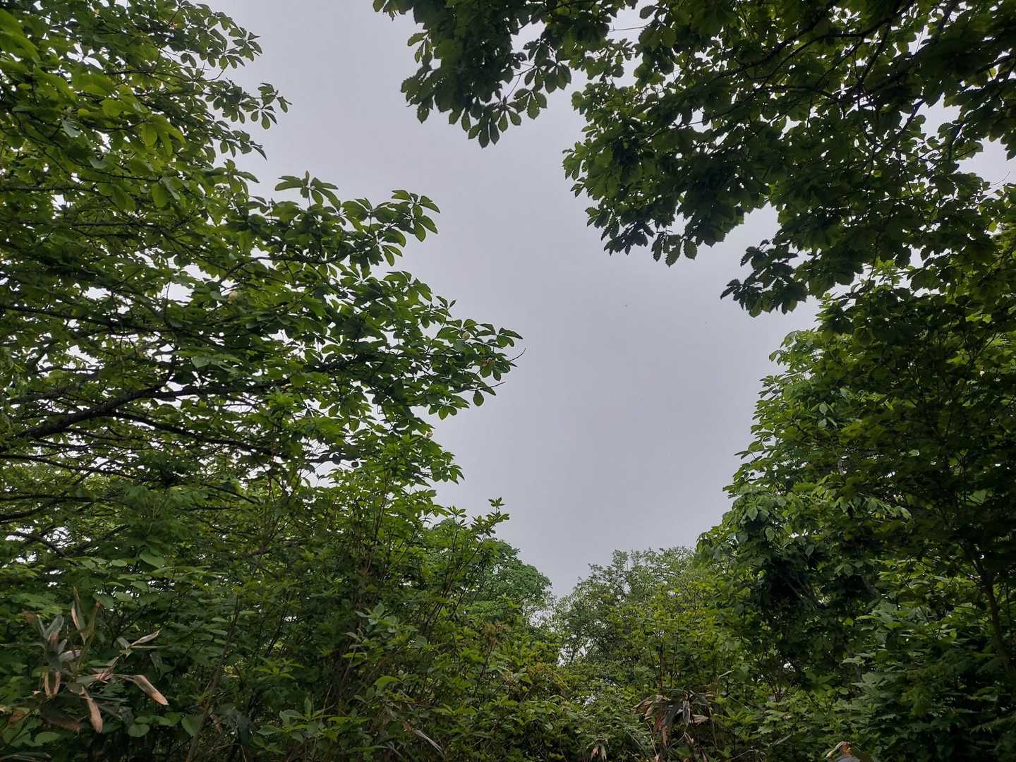 霧中の山頂