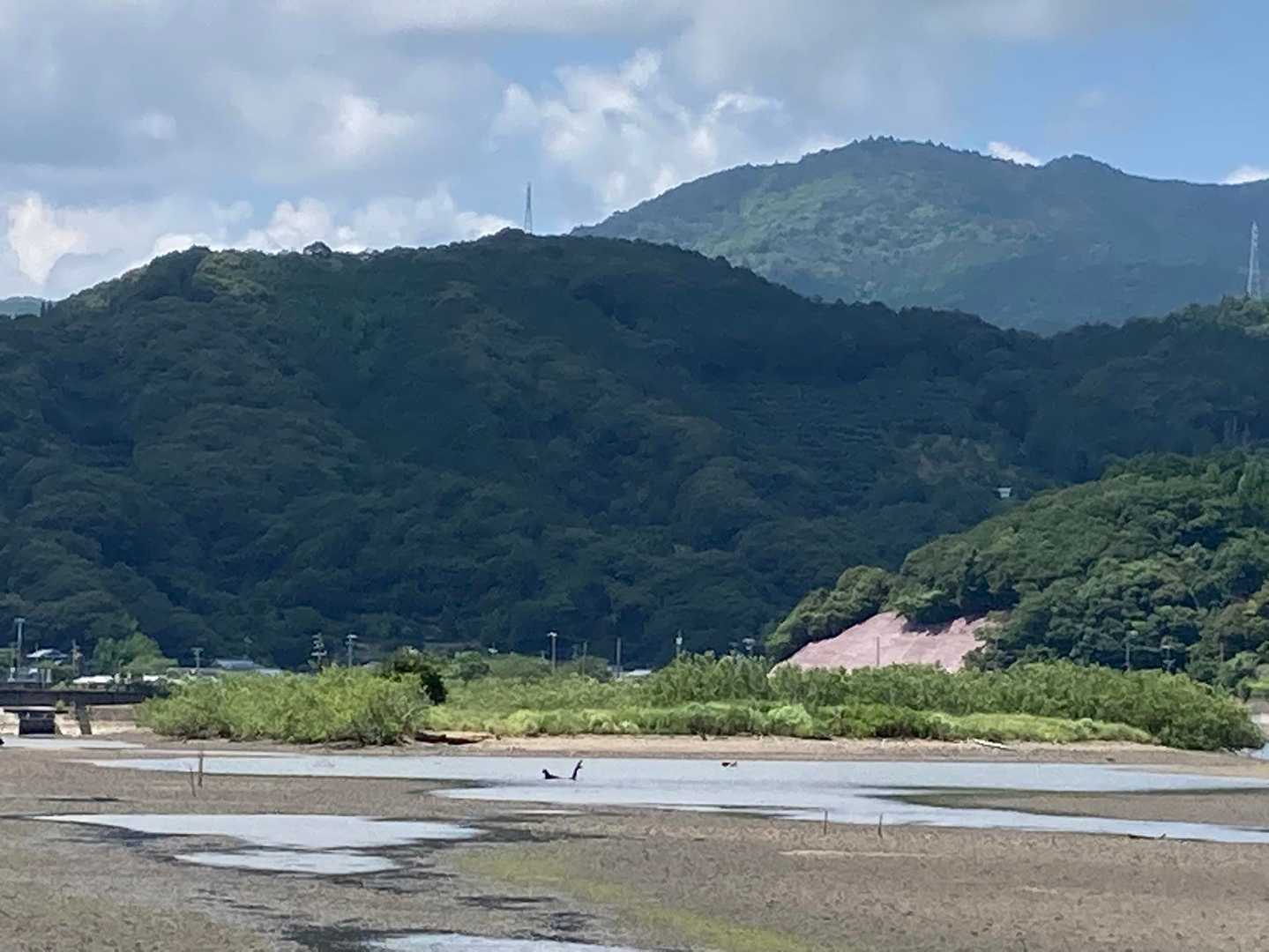 干潟に見える、緑の中洲。これがハマボウ群落