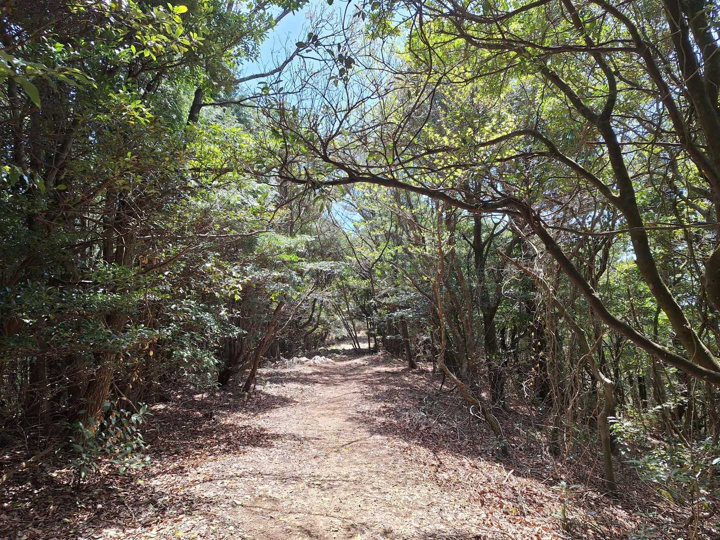 急坂を登りきり、緩やかな道になった🎵