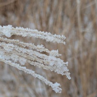 ススキの霧氷